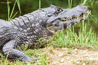 texte-alternatif-photo-intro-billet-III